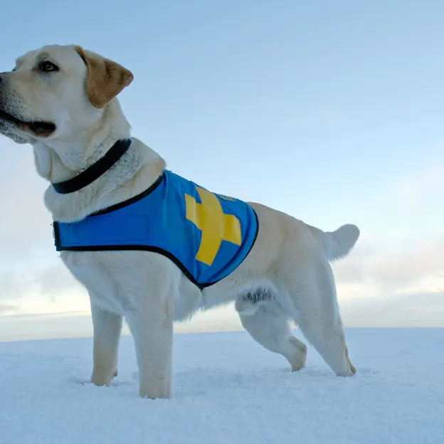 Search and rescue dog at Mt Hutt