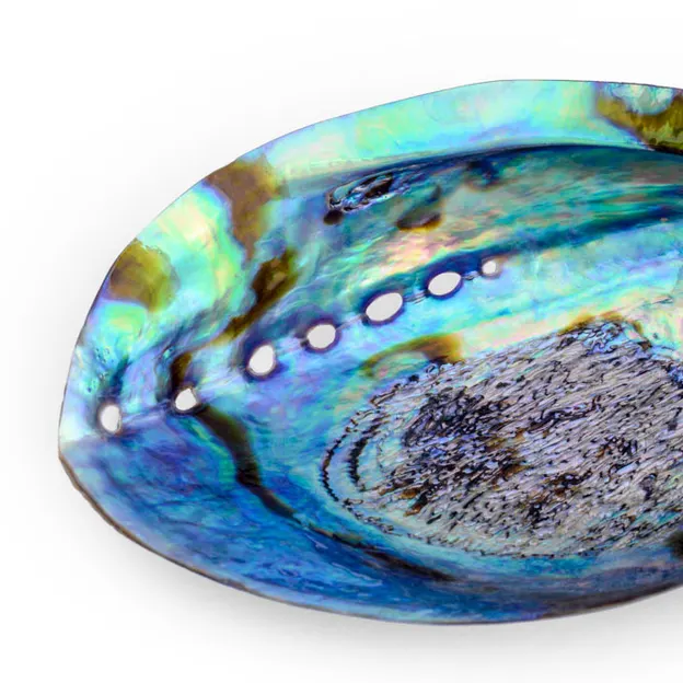 Paua Shell