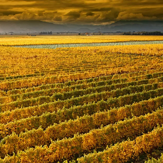 Giesen Wines