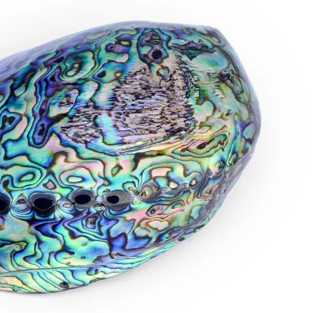 Paua Shell